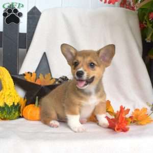 Star, Pembroke Welsh Corgi Puppy