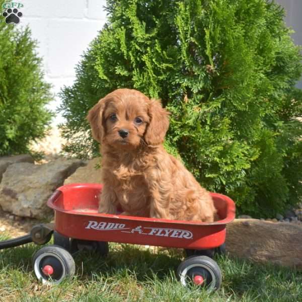 Sassy, Cavapoo Puppy