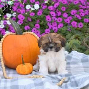 Sassy, Shih Tzu Puppy