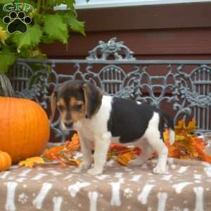 Sassy, Beagle Puppy
