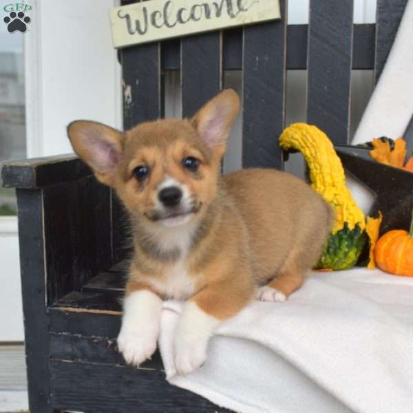 Star, Pembroke Welsh Corgi Puppy