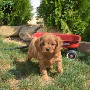 Sassy, Cavapoo Puppy