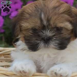 Sassy, Shih Tzu Puppy