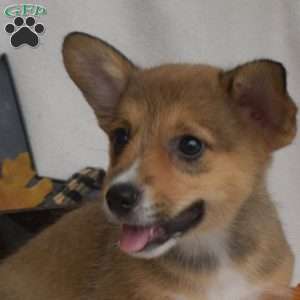 Star, Pembroke Welsh Corgi Puppy