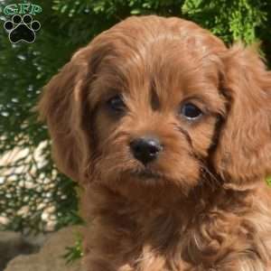 Sassy, Cavapoo Puppy