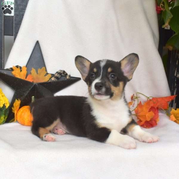 Scamper, Pembroke Welsh Corgi Puppy