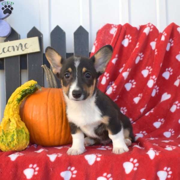 Scamper, Pembroke Welsh Corgi Puppy