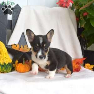 Scamper, Pembroke Welsh Corgi Puppy