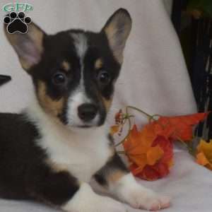 Scamper, Pembroke Welsh Corgi Puppy