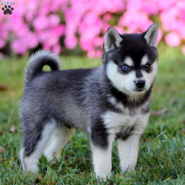 Scamper, Alaskan Klee Kai Puppy
