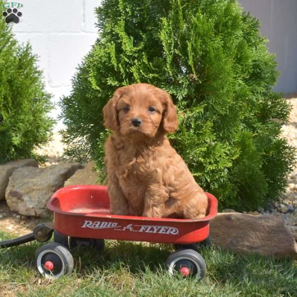 Scarlet, Cavapoo Puppy