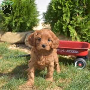 Scarlet, Cavapoo Puppy