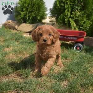 Scarlet, Cavapoo Puppy