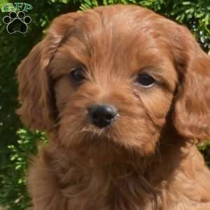Scarlet, Cavapoo Puppy