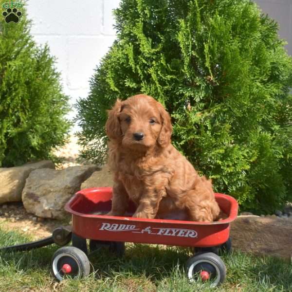 Schnitzel, Cavapoo Puppy