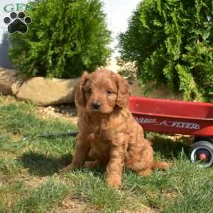 Schnitzel, Cavapoo Puppy