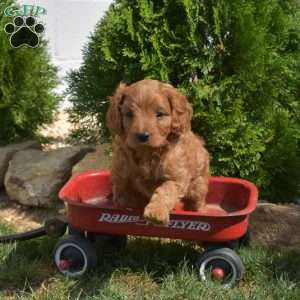 Schnitzel, Cavapoo Puppy