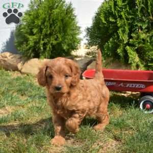 Schnitzel, Cavapoo Puppy