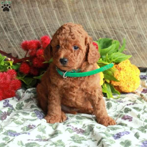 Scooby, Mini Goldendoodle Puppy