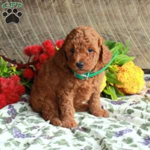 Scooby, Mini Goldendoodle Puppy
