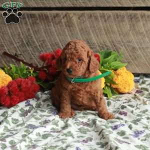 Scooby, Mini Goldendoodle Puppy
