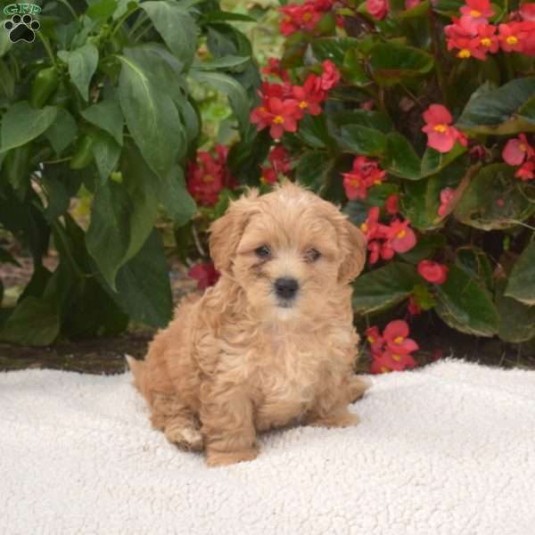 Scoops, Maltipoo Puppy