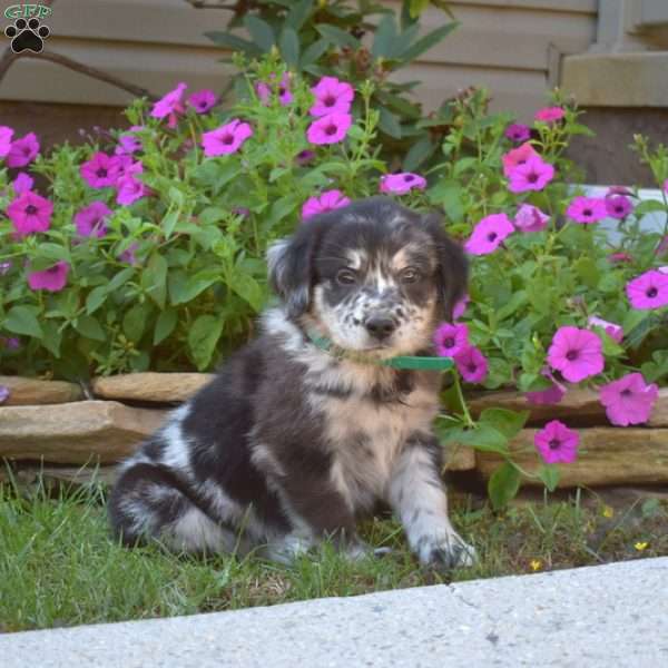 Scoops, Golden Retriever Mix Puppy