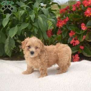 Scoops, Maltipoo Puppy