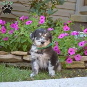 Scoops, Golden Retriever Mix Puppy