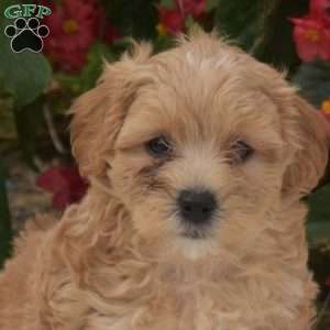 Scoops, Maltipoo Puppy