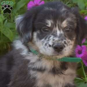Scoops, Golden Retriever Mix Puppy