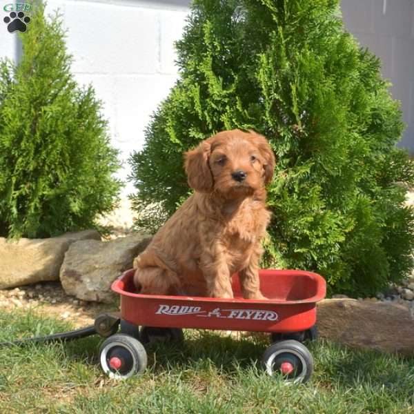 Scooter, Cavapoo Puppy