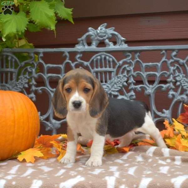 Scooter, Beagle Puppy