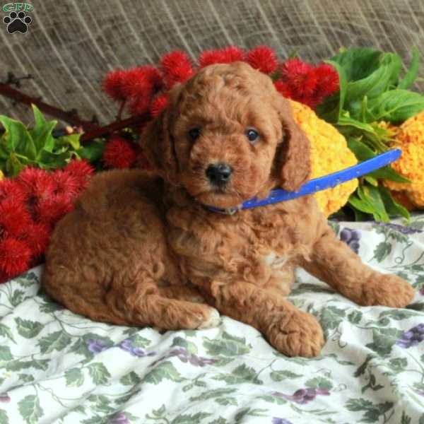 Scooter, Mini Goldendoodle Puppy