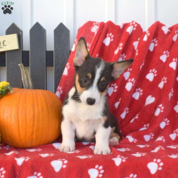 Scooter, Pembroke Welsh Corgi Puppy