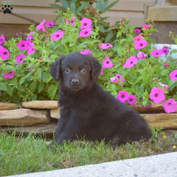 Scooter, Golden Retriever Mix Puppy