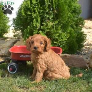Scooter, Cavapoo Puppy