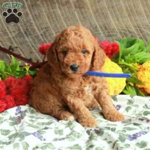 Scooter, Mini Goldendoodle Puppy
