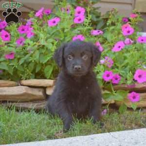 Scooter, Golden Retriever Mix Puppy