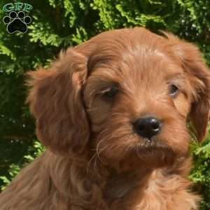 Scooter, Cavapoo Puppy