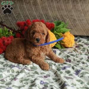 Scooter, Mini Goldendoodle Puppy