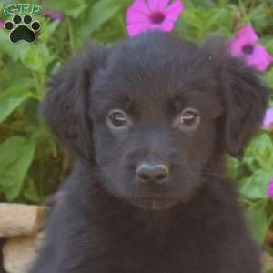 Scooter, Golden Retriever Mix Puppy