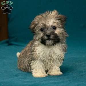 Scottie, Havanese Puppy