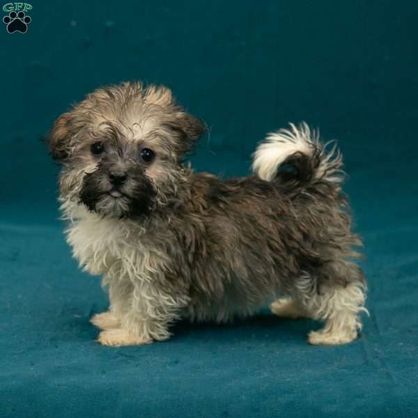 Scottie, Havanese Puppy