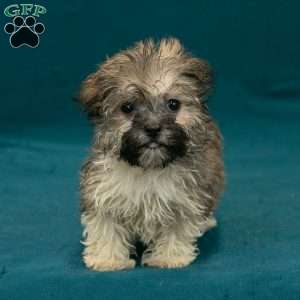 Scottie, Havanese Puppy