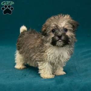 Scottie, Havanese Puppy