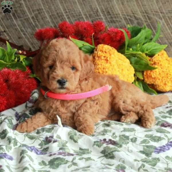 Scout, Mini Goldendoodle Puppy