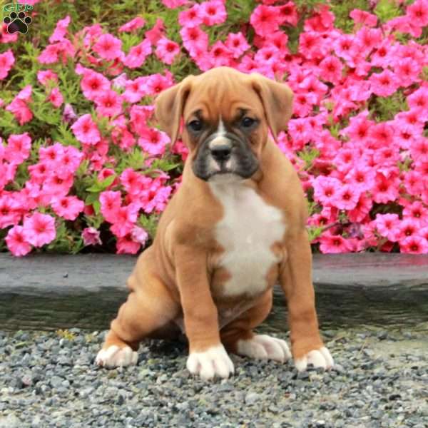 Scout, Boxer Puppy