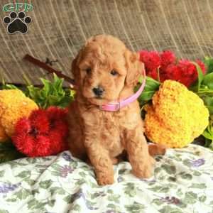 Scout, Mini Goldendoodle Puppy