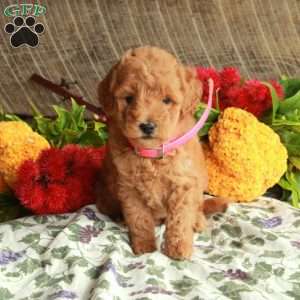 Scout, Mini Goldendoodle Puppy